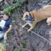 Homem de 62 anos encontrado em Arganil com a ajuda de cão da GNR