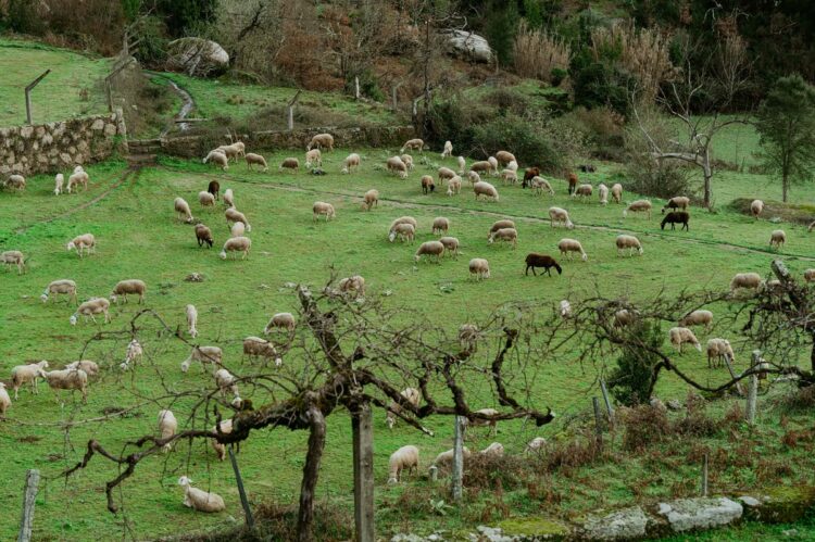 Tábua já investiu 9 mil Euros na vacinação de ovinos e caprinos no âmbito de protocolo com ANCOSE