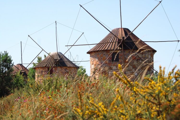 Penacova acolhe campos para alimentar abelhas