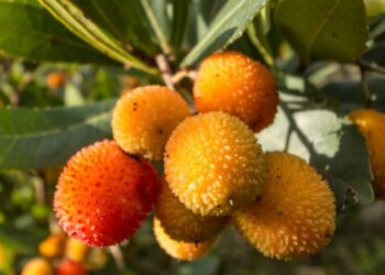 Freguesia de São Gião promove 1ª Festa do Medronho| Sabores de Outono