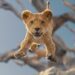 “Mufasa: O Rei Leão” estreia na Casa da Cultura em janeiro: conheça toda a programação de cinema do mês