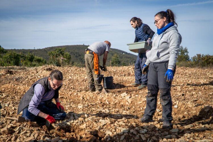 Campo experimental do Medronho plantado em Pampilhosa da Serra