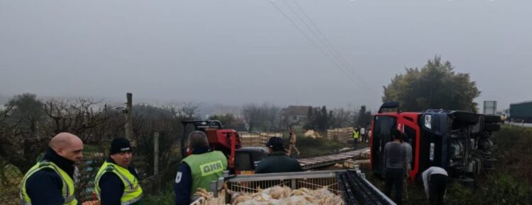 Camião carregado de frangos despista-se no IP3 em Tondela
