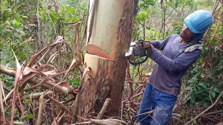 Homem morre em Cantanhede atingido por eucalipto