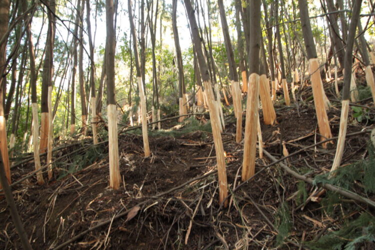 Município de Seia promove, em Lagares da Beira, ação de sensibilização e controlo de espécies invasoras