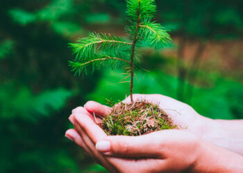 Sonae avança com reflorestação e recuperação de áreas ardidas em Oliveira do Hospital
