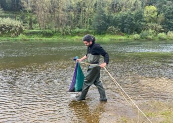 CIM Coimbra realiza primeira ação de translocação de lampreias para o Rio Mondego