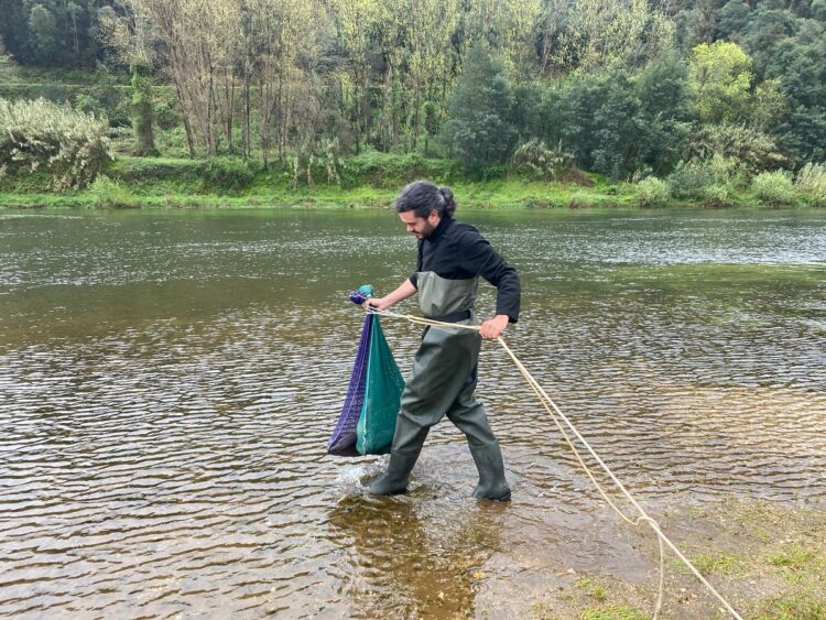 CIM Coimbra realiza primeira ação de translocação de lampreias para o Rio Mondego