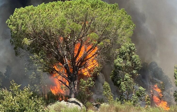 Incêndio de Pinhanços entrou em fase de resolução. Meios continuam no local