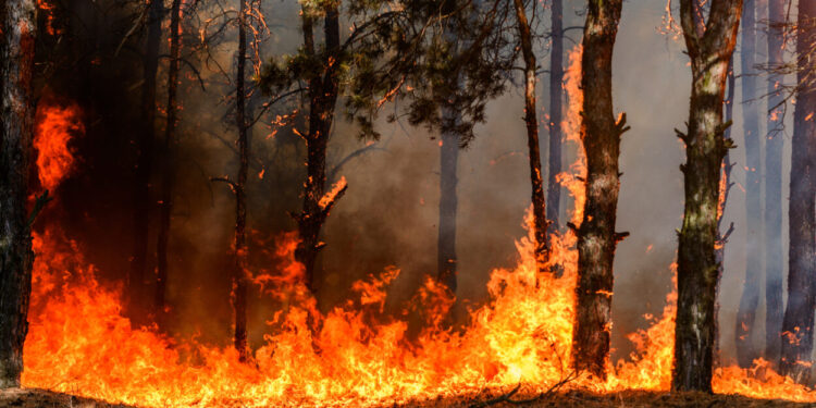 Quase 2.000 bombeiros combatem os quatro maiores incêndios em Portugal: praticamente metade no de Arganil e Oliveira do Hospital