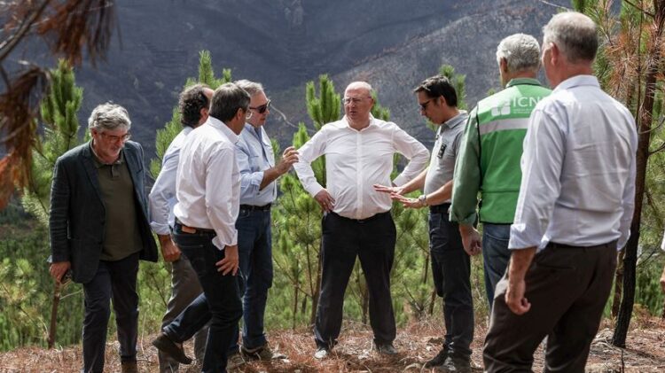 Ministro da Agricultura quer apostar na pastorícia para prevenir fogos