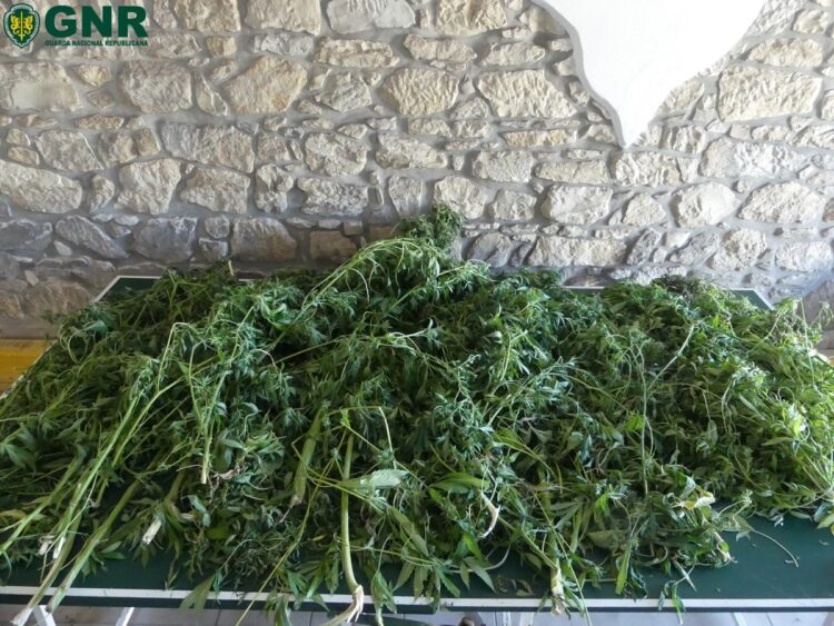 Cantanhede: Mulher detida por cultivo de canábis