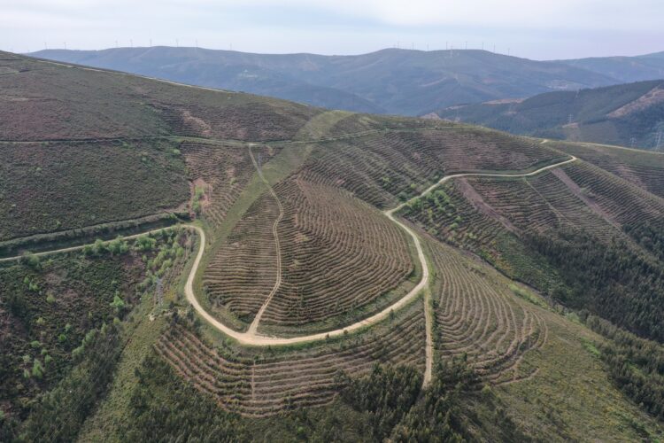 Projeto Floresta da Serra do Açor vence Prémio Nacional da Paisagem 2025