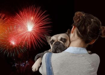 Passagem de ano: as sete dicas da PSP para proteger os animais em noite de fogo de artifício