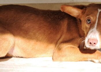 Município de Arganil esterilizou 314 animais de companhia em 2025