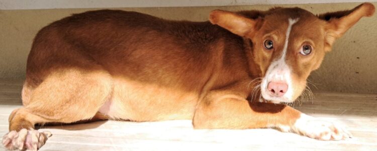 Município de Arganil esterilizou 314 animais de companhia em 2025