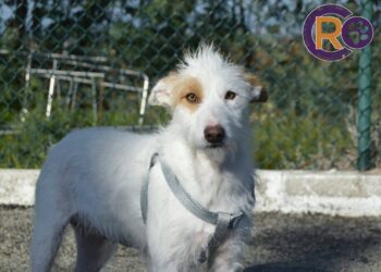 Oliveira do Hospital: 400 animais esterilizados, 96 adoções e mais de 300 vacinas administradas em 2025