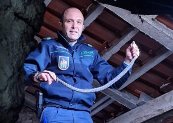 GNR resgata cobra-ferradura de sótão de casa em Seia