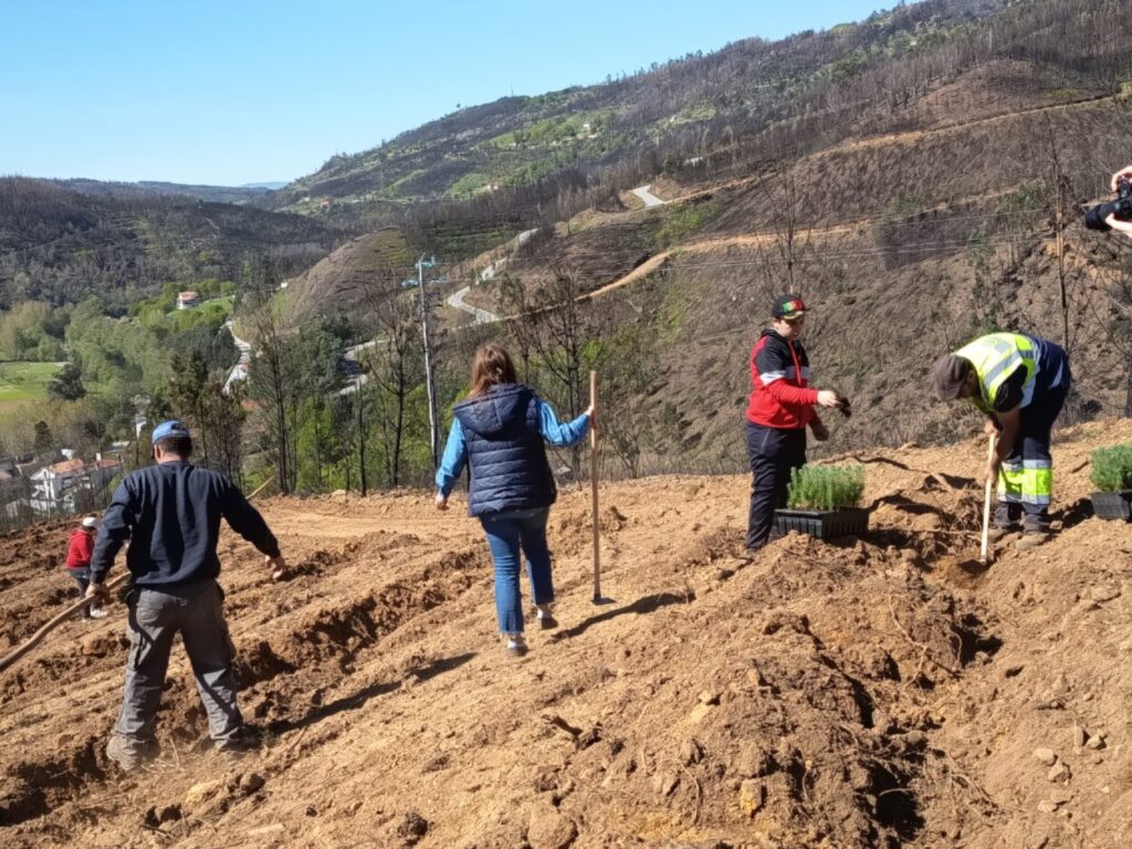 Município e alunos da Ponte das Três Entradas promovem reflorestação de cinco hectares. Foram plantados 500 pinheiros mansos