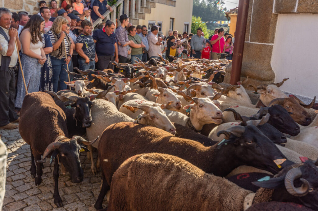 Romaria dos Rebanhos volta a cumprir a tradição na Folgosa da Madalena Romaria dos Rebanhos volta a cumprir a tradição na Folgosa da Madalena