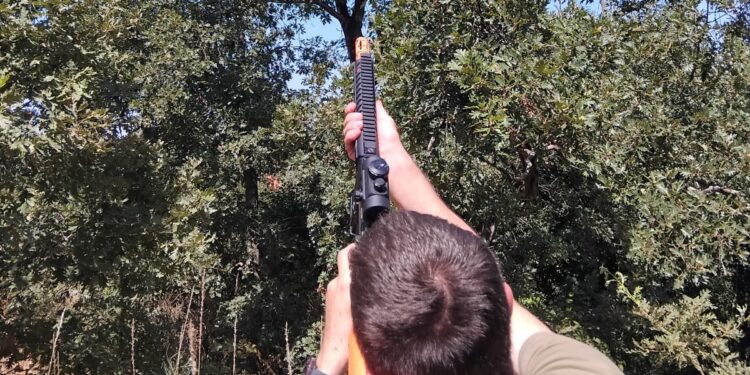 Programa de combate à vespa asiática destrói mais de duas centenas de ninhos em Oliveira do Hospital