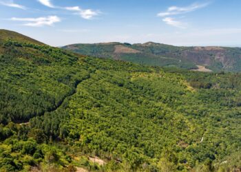 Conferência em Arganil apresenta projeto da Floresta da Serra do Açor que prevê recuperar 2.500 hectares