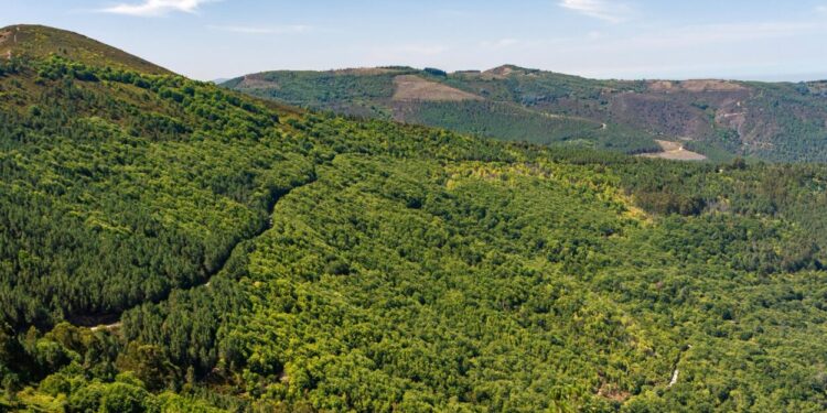 Conferência em Arganil apresenta projeto da Floresta da Serra do Açor que prevê recuperar 2.500 hectares